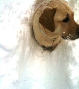 Snow 4