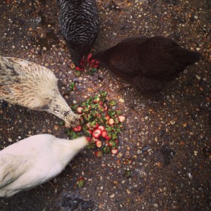 photo 2-15
