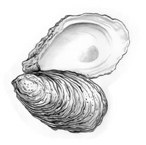 cb_american_oyster